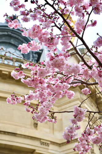 Petit Palais Cherry Blossoms - Paris Print - La Porte Bonheur