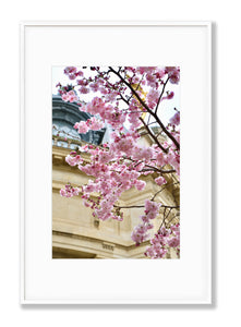 Petit Palais Cherry Blossoms - Paris Print - La Porte Bonheur